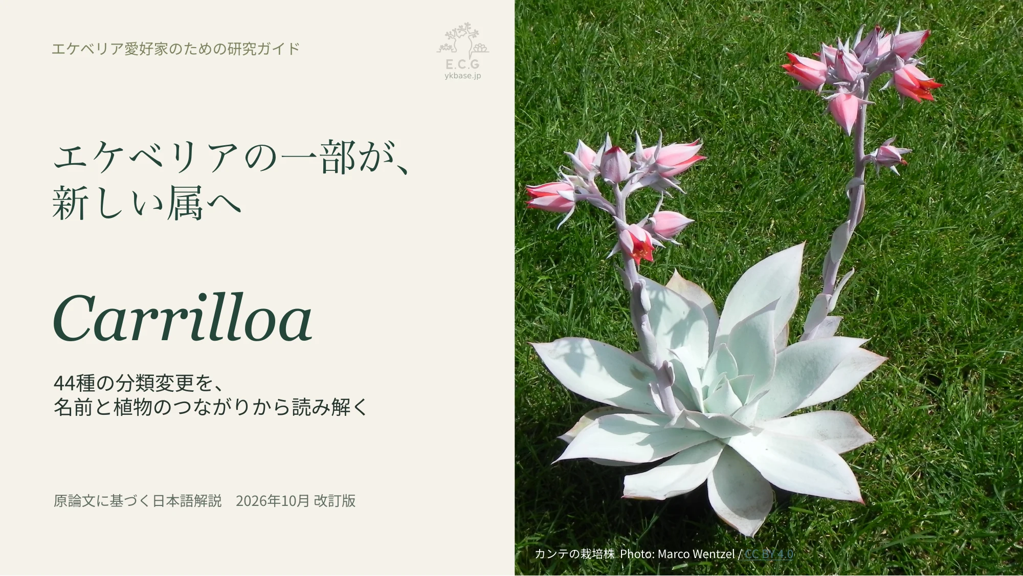 1ページ:エケベリアの一部が、新しい属へ(日本語)