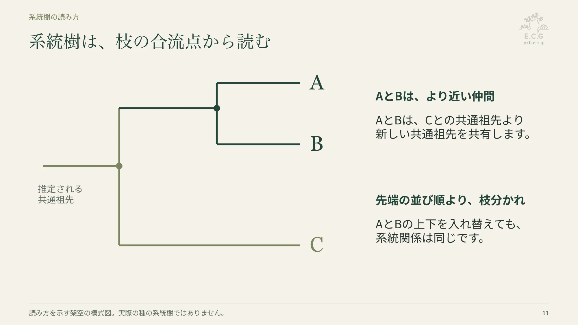 11ページ:系統樹は、枝の合流点から読む(日本語)