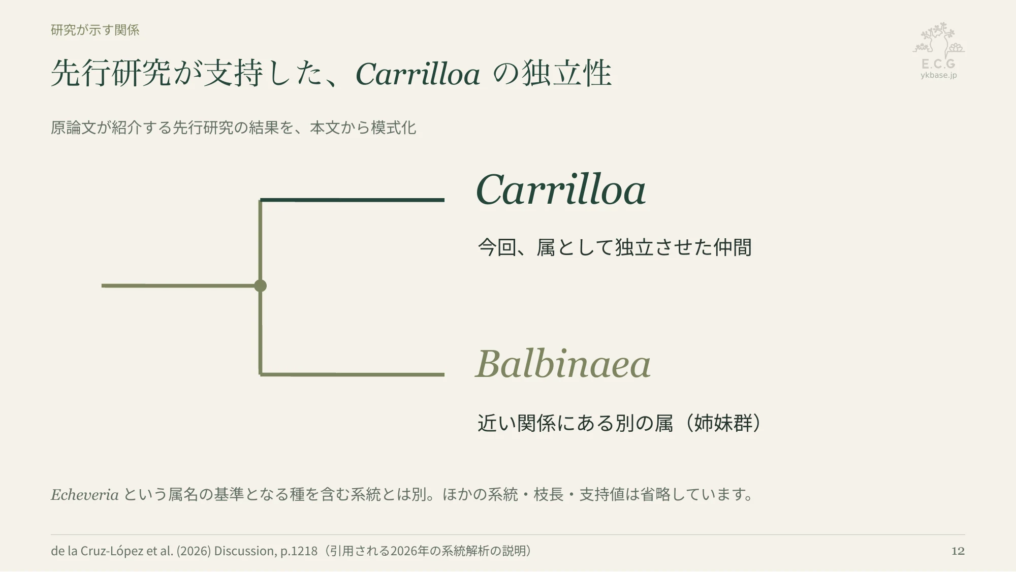 12ページ:先行研究が支持した、Carrilloaの独立性(日本語)