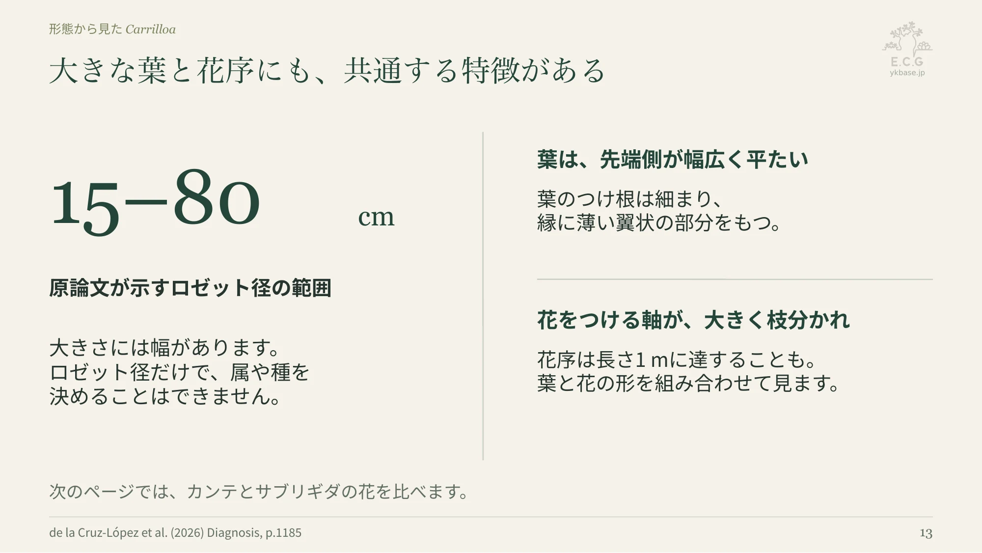 13ページ:大きな葉と花序にも、共通する特徴がある(日本語)