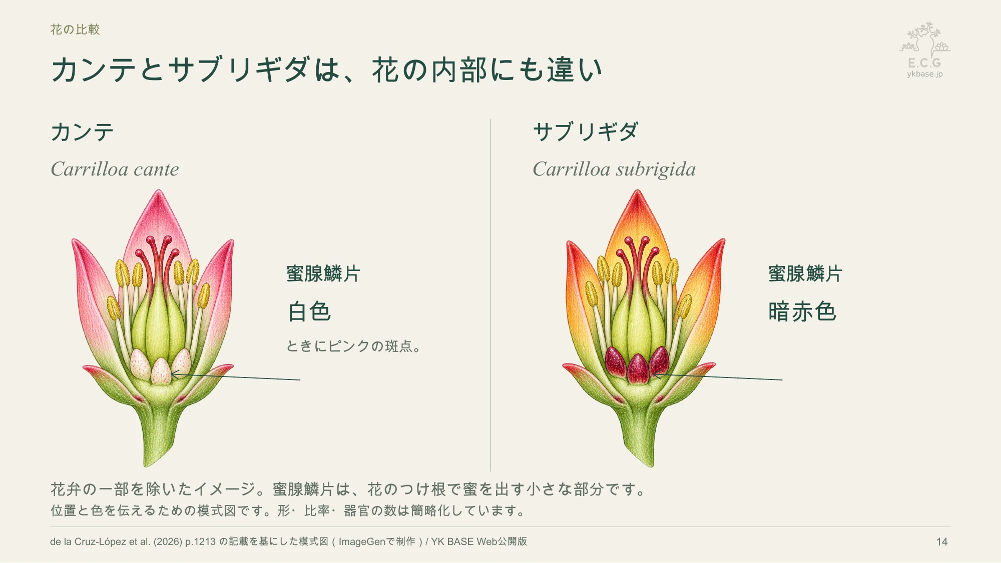 14ページ:カンテとサブリギダは、花の内部にも違い(日本語)