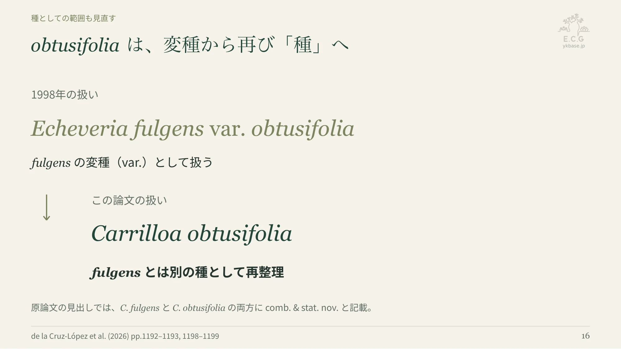 16ページ:obtusifoliaは、変種から再び「種」へ(日本語)