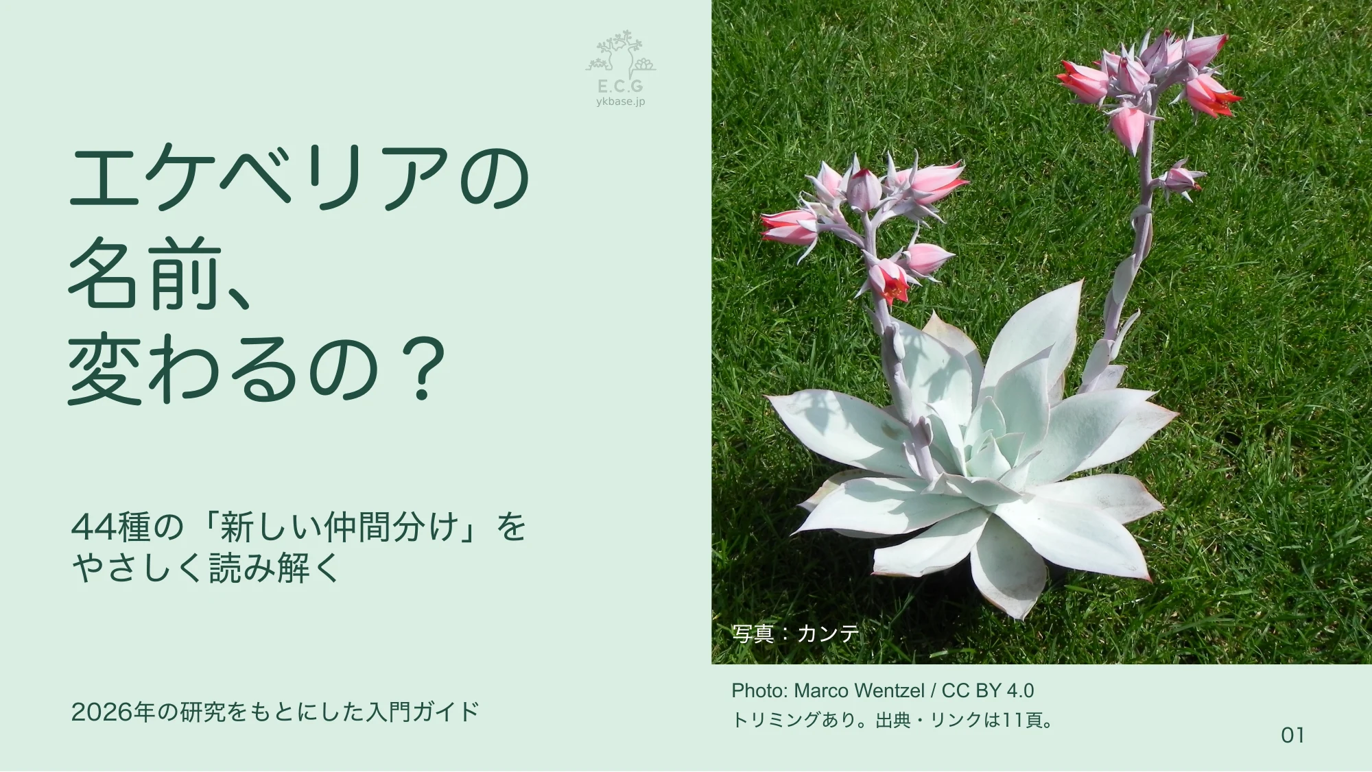 1ページ:エケベリアの名前、変わるの?(日本語)
