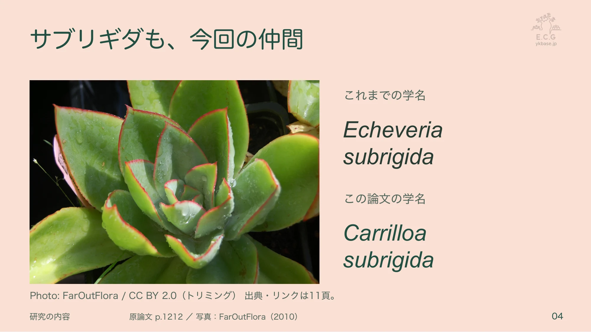 4ページ:サブリギダも、今回の仲間(日本語)