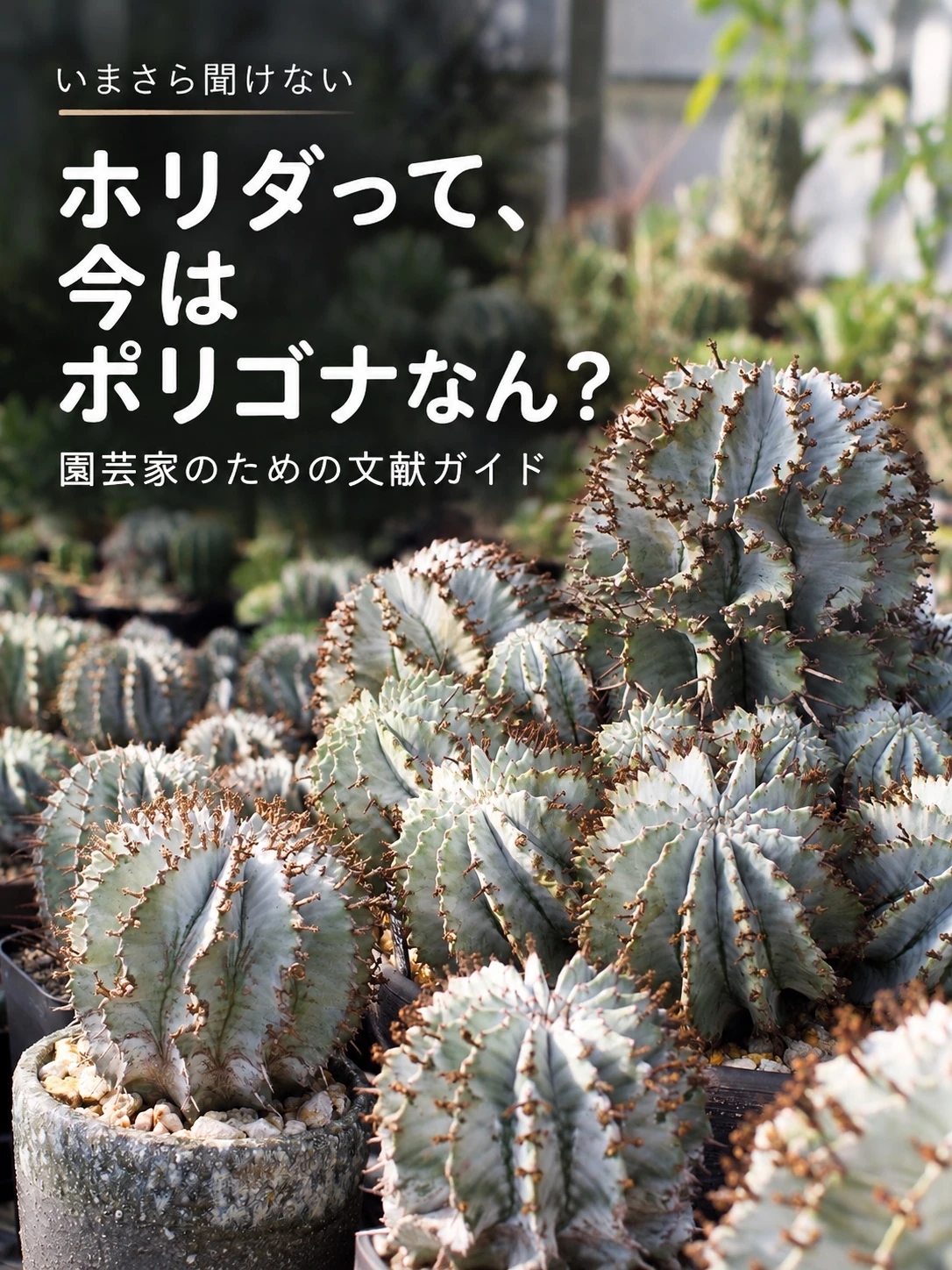 ホリダの写真に「ホリダって、今はポリゴナなん？」と記した資料の紹介画像
