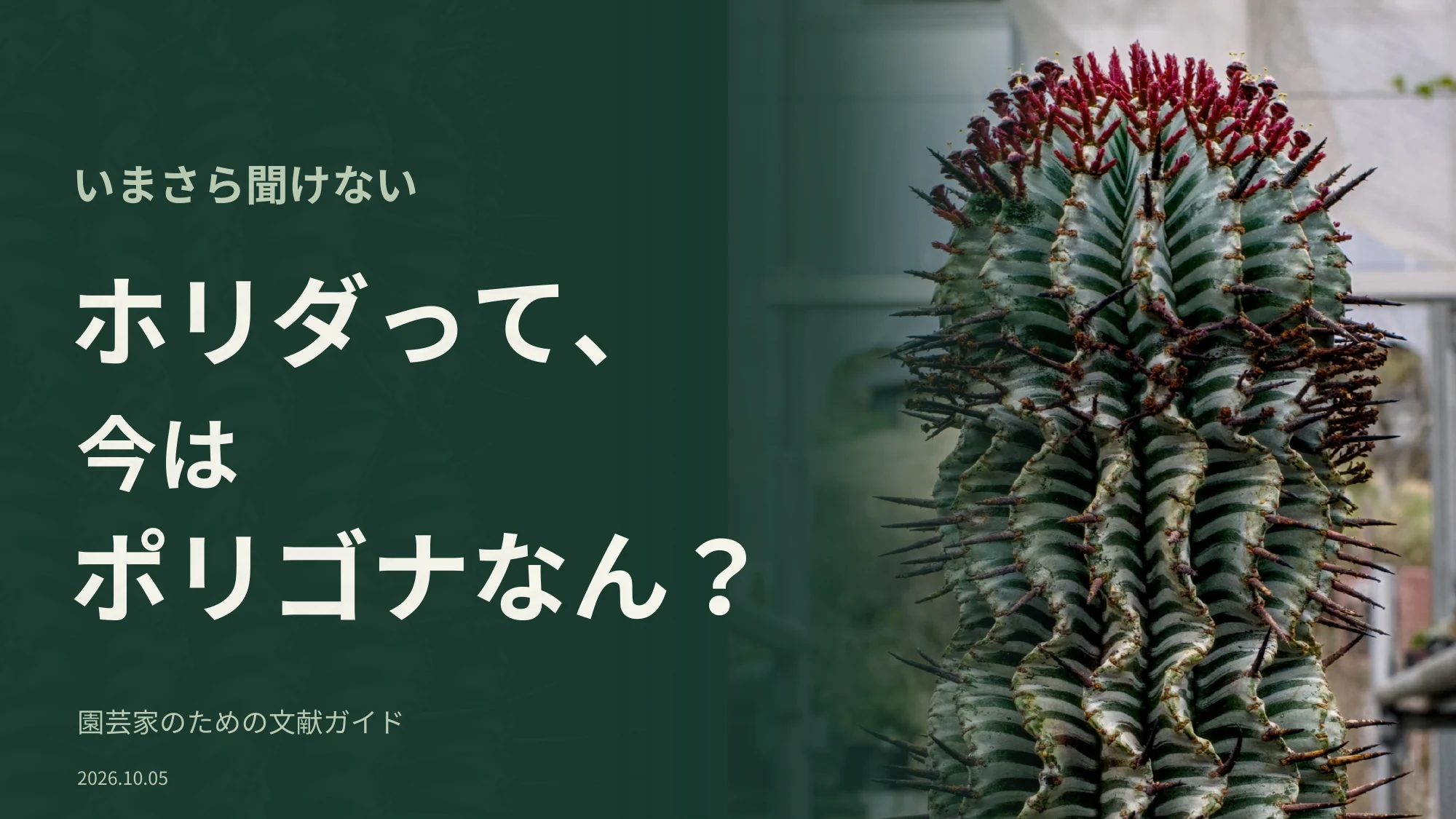 1ページ:ホリダって、今はポリゴナなん?(日本語)